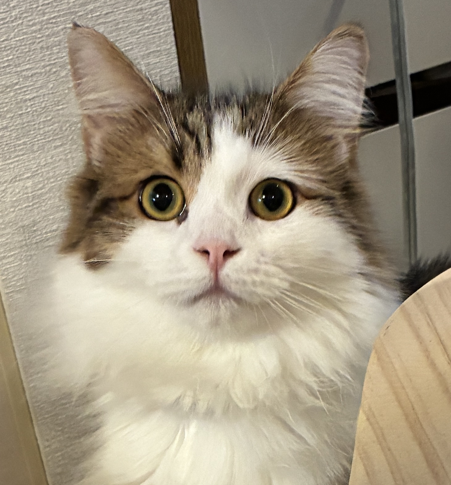 お嬢様